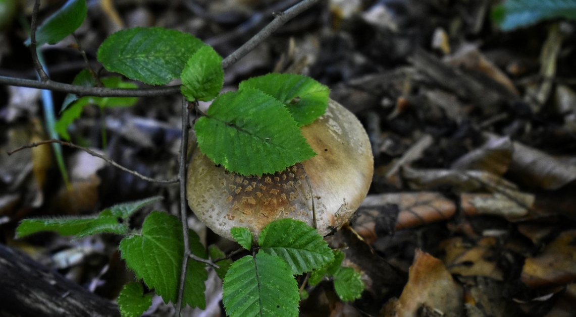 magic mushrooms