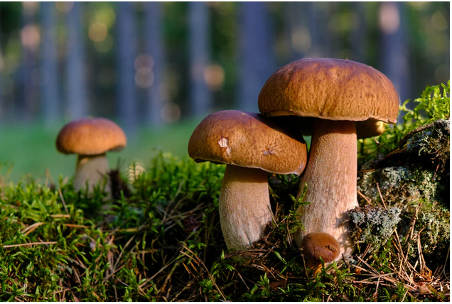 magic mushrooms growing in grass